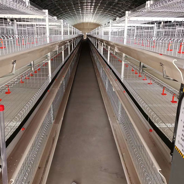 Product features: broiler breeding equipment  1. Feeding at the front and chickens at the back. The cage door is a large cage door with a height of 400mm. The diameter of the front and rear cage doors is 3mm. Each group of cages is equipped with a top net.  2. There are cage doors at the front and rear, and the rear cage door is pushed up and down, which solves the problem of broken legs and wings when chickens come out of the cage.  3. In the same chicken house area, the number of chickens raised with this equipment is 30% more chickens than other small cage equipment.  4. The cage frame adopts galvanized sheet bending and punching, and the size is standard.  5. The cage mesh is hot-dip galvanized, without burrs, and the zinc loading is not less than 10%. The service life of the whole set of equipment is more than 10 years.